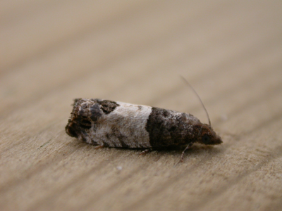Spilonota ocellana
