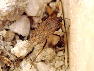 Emblethis verbasci