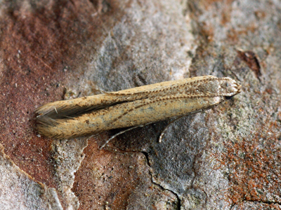 Batrachedra pinicolella