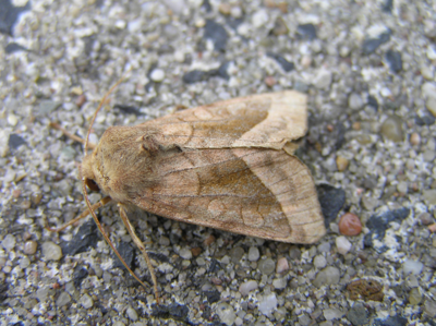 Noctuelle de la Pomme de Terre (La)