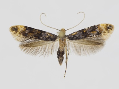 Stenoptinea cyaneimarmorella