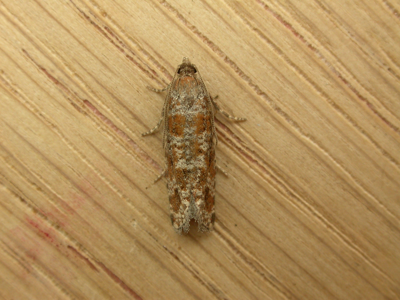 Rhyacionia pinivorana