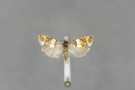Lobesia bicinctana