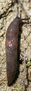 Loche des marais