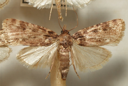 Aglosse cuivrée