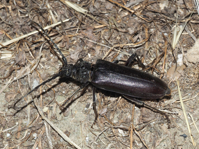 Capricorne velouté
