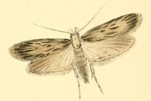 Depressaria ultimella