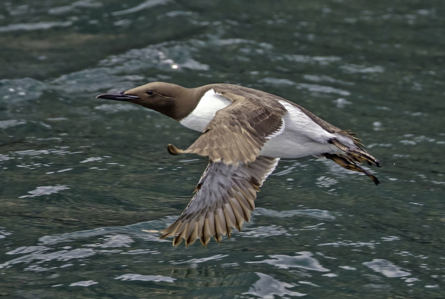 Guillemot de Troïl