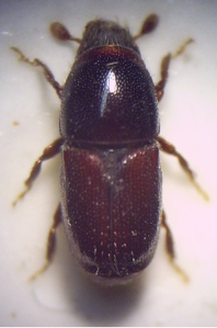 Scolytus carpini