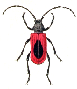 Purpuricenus kaehleri