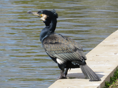 Grand Cormoran