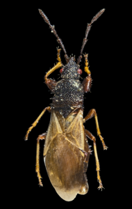 Brachyplax tenuis