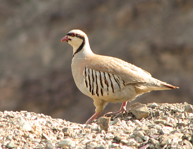 Perdrix chukar