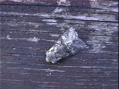 Noctuelle de l'Osier