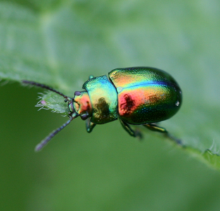 Chrysolina fastuosa