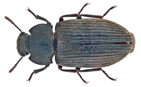 Gonocephalum rusticum