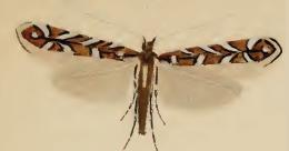 Parectopa ononidis