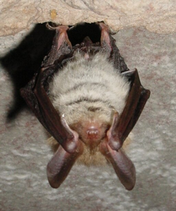 Murin de Bechstein