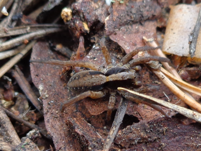 Alopecosa aculeata