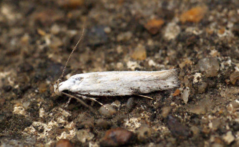 Carpatolechia alburnella