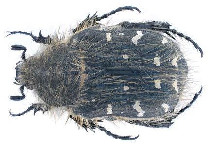 Tropinota hirta