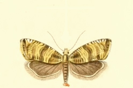 Celypha rurestrana