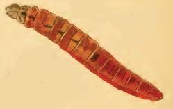 Mompha subbistrigella