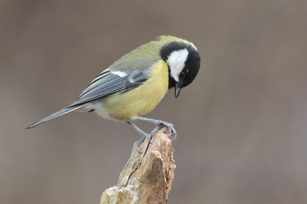 Mésange charbonnière