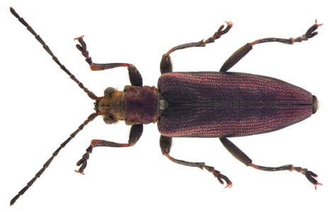 Donacia simplex