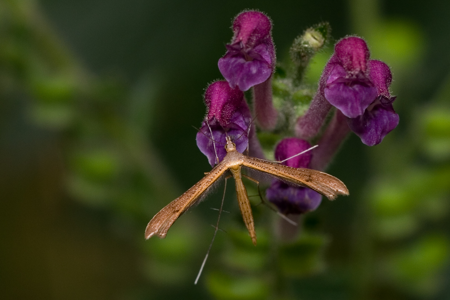 Stenoptilia pterodactyla
