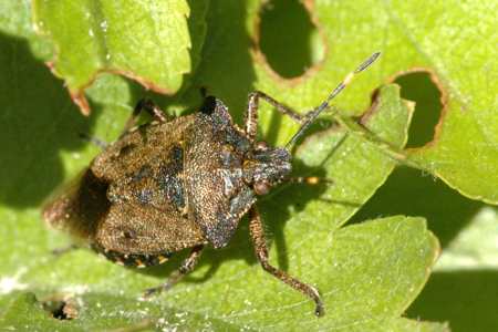 Troilus luridus