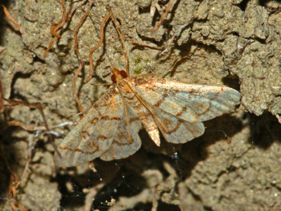 Métasie des Hongrois