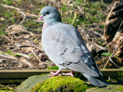 Pigeon colombin