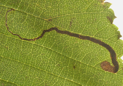 Stigmella ulmivora