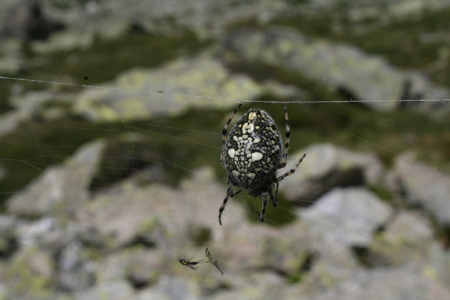 Aculepeira carbonaria