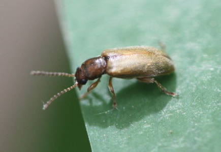 Orsodacne humeralis