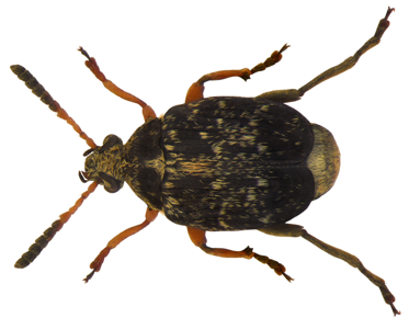 Bruchus rufipes
