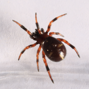 Asagena phalerata