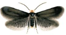 Stigmella suberivora