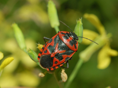 Eurydema ventralis