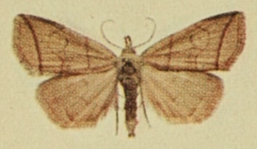 Pechipogo strigilata