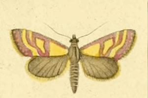 Pyrauste virginale