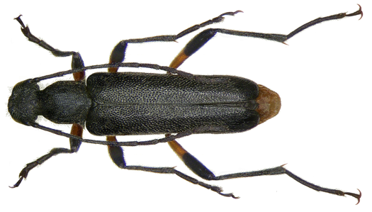 Lepturette discrète