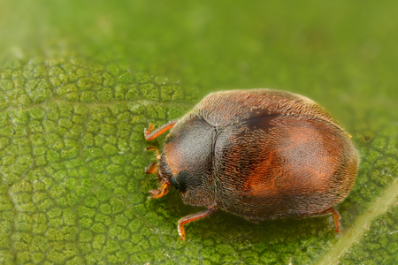 Scymnus subvillosus