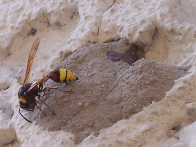 Delta unguiculatum