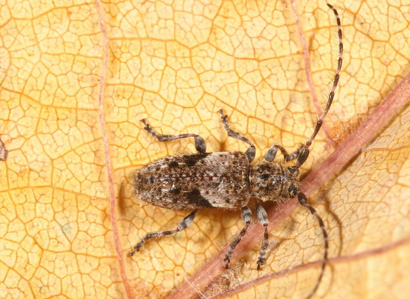 Pogonocherus decoratus
