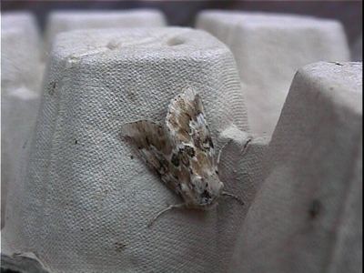 Noctuelle jaunâtre (La)
