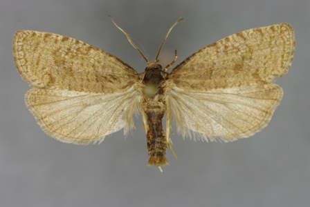 Epiblema grandaevana