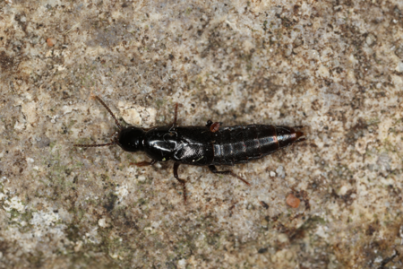 Quedius mesomelinus