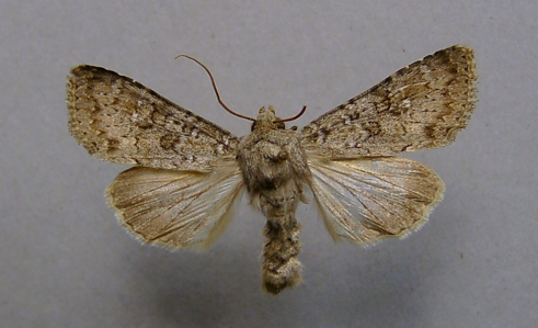 Noctuelle dentiligne (La)